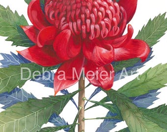 Waratah Red single print by Debra Meier Art, Australian native Art, Native flower print, Australian flower, Artwork gift