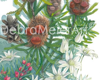 Banksia Cones, Pink Wax flower and Flannel Flowers, Australian native art Print, Watercolour,Australian native flower art,Artwork gift