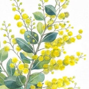 Wattle Sprig by Debra Meier Art, Wattle Wall Art, Australian native art, Floral Art, Wattle Print, Native flower art, Artwork gift