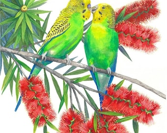 Wild green Budgerigar pair print by Debra Meier Art, Australian native bird print, Red Bottlebrushes print, Artwork gift