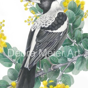 May include: A black and white bird with a long tail and a yellow beak is perched on a branch with yellow flowers. The bird is singing with its mouth open. The background is white.