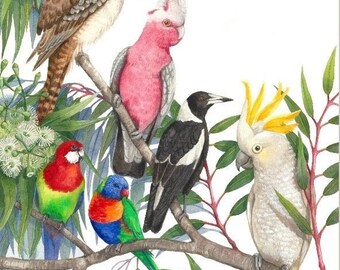 Birds Variety print by Debra Meier Art, Kookaburra, Galah, Magpie, Sulphur-crested Cockatoo, Eastern Rosella, Rainbow Lorikeet