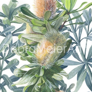 Banksias Coastal Three by Debra Meier Art, Australian native flower, Coastal Banksia flower print, Native flower art, Artwork gift