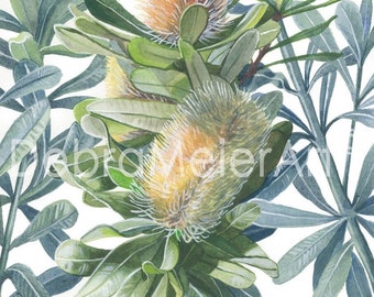 May include: A watercolor painting of a branch of a Banksia plant with yellow flowers and green leaves. The flowers are fuzzy and the leaves are a light green.