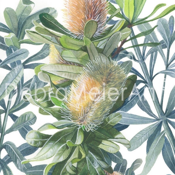 Three Banksias by Debra Meier Art, Australian native flower, Coastal Banksia flower print, Native flower art, Artwork gift