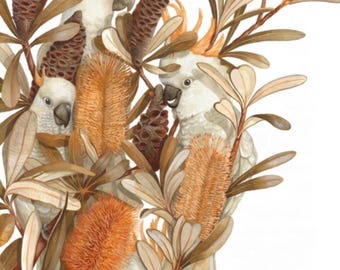 May include: A detailed illustration featuring three white cockatoos with yellow crests nestled among brown banksia flowers and foliage. The artwork displays a natural color palette of cream, tan, and orange tones, with the artist's signature in the corner.