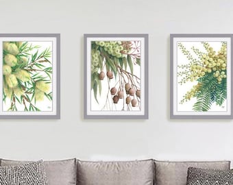 Cream Native Flower Trio prints by Debra Meier Art, Australian native flowers, Triple set prints, Watercolour flower art, Artwork Gift