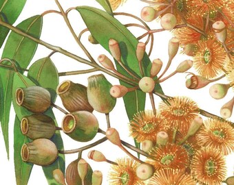 以下が含まれることがあります： 緑の葉と黄橙色の花が咲いたユーカリの枝を描いた水彩画。花は満開で、繊細で羽毛のような質感があります。絵は写実的なスタイルで描かれており、ユーカリ植物の美しさを捉えています。
