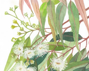 May include: Watercolor painting of a eucalyptus branch with white flowers and green leaves. The leaves are a mix of light and dark green, with some leaves having a pink hue. The flowers are small and delicate, with white petals and yellow centers. The painting is signed "Debra Meier" in the bottom right corner.