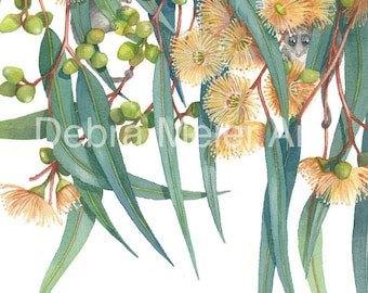 Gumblossoms Peachy Print, Australian native print, Gumblossom Print, Gumtree Flower Wall Art, Eucalypt Leaf Art, Artwork gift
