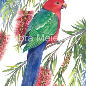 Parrot King Male print by Debra Meier Art, Australian native bird print, Red Bottlebrush watercolour, Artwork gift