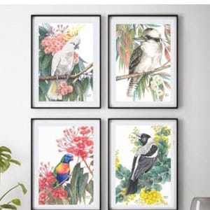 Backyard Bird Series by Debra Meier Art, Australian native bird prints, Cockatoo ,Kookaburra, Rainbow Lorikeet, Magpie print, Artwork gift