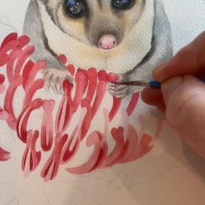 Sugar Glider on red Waratah print by Debra Meier Art, Australian native marsupial watercolour, Animal art, Artwork gift image 4