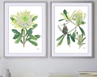 May include: Two framed botanical illustrations of Australian native flowers. The first print features a white and green Banksia flower with green leaves. The second print features a branch of Banksia with green leaves and yellow flowers.