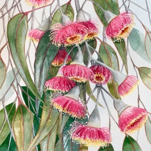 May include: Watercolor painting of a branch of pink eucalyptus flowers with green leaves. The flowers are in bloom and have a delicate, feathery texture. The leaves are long and slender, and they are arranged in a graceful pattern. The painting is signed "Debra Meier" in the lower right corner.