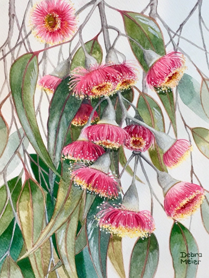 May include: Watercolor painting of a branch of pink eucalyptus flowers with green leaves. The flowers are in bloom and have a delicate, feathery texture. The leaves are long and slender, and they are arranged in a graceful pattern. The painting is signed "Debra Meier" in the lower right corner.