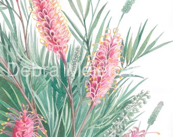 Grevillea Pink print by Debra Meier Art, Australian Native art print, Botanical art, Native Flower, Art Print, Artwork gift