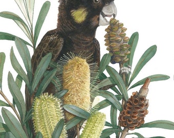 Yellow-tailed Black Cockatoo by Debra Meier Art, Australian native bird print, Coastal Banksia Watercolour, Artwork gift