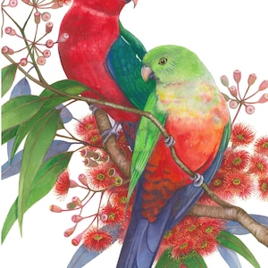 King Parrot pair by Debra Meier Art, Australian native bird print, Red gumblossoms print, Artwork gift