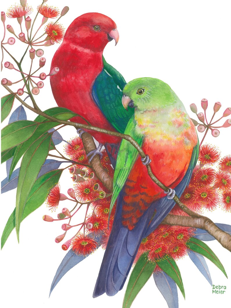 King Parrot pair by Debra Meier Art, Australian native bird print, Red gumblossoms print, Artwork gift image 1