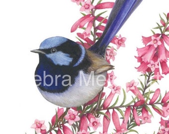 May include: A blue and black bird with a long tail sits on a branch of pink flowers. The bird is perched on a branch of pink flowers with green leaves. The background is white.