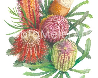 Banksia Bouquet grabado por Debra Meier Art, Banksia Flower Wall Art, Banksias Watercolour, Banksia Art, Regalo de obra de arte