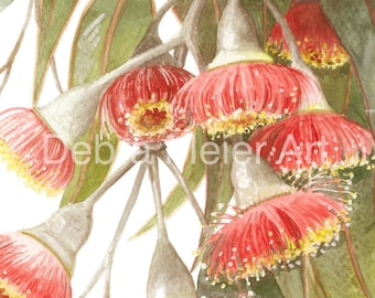 Gumblossoms Red Silver Princess  Print by Debra Meier Art, Eucalyptus Caesia Print, Australian native print, Artwork gift