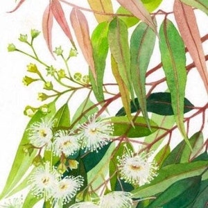 May include: Watercolor painting of a eucalyptus branch with white flowers and green leaves. The leaves are a mix of light and dark green, with some having a reddish hue. The flowers are delicate and fluffy, with a white color. The painting is signed "Debra Meier" in the bottom right corner.