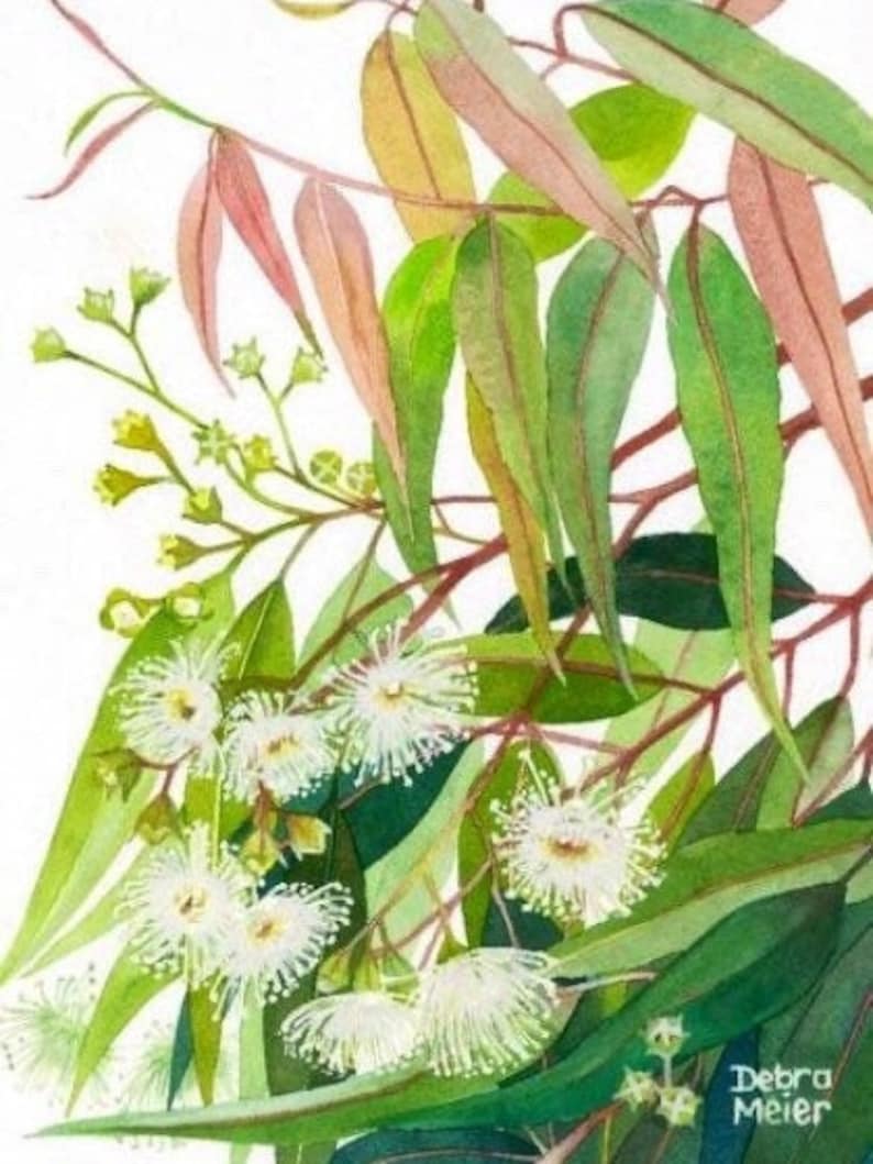 May include: Watercolor painting of a eucalyptus branch with white flowers and green leaves. The leaves are a mix of light and dark green, with some having a reddish hue. The flowers are delicate and fluffy, with a white color. The painting is signed "Debra Meier" in the bottom right corner.
