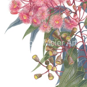 May include: A watercolour painting of a pink eucalyptus branch with green leaves and buds. The flowers are in bloom and the buds are closed. The painting is on a white background.
