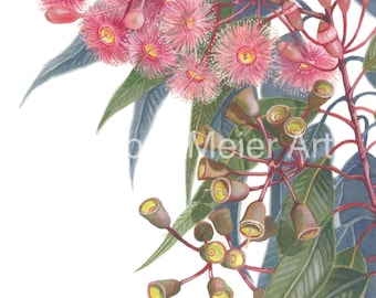May include: A watercolor painting of a pink eucalyptus branch with green leaves and buds. The flowers are in bloom and the buds are closed. The painting is on a white background.