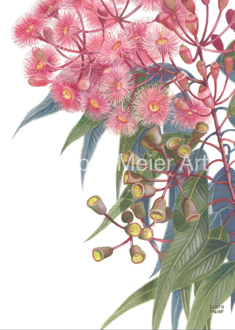 May include: A watercolour painting of a pink eucalyptus branch with green leaves and buds. The flowers are in bloom and the buds are closed. The painting is on a white background.