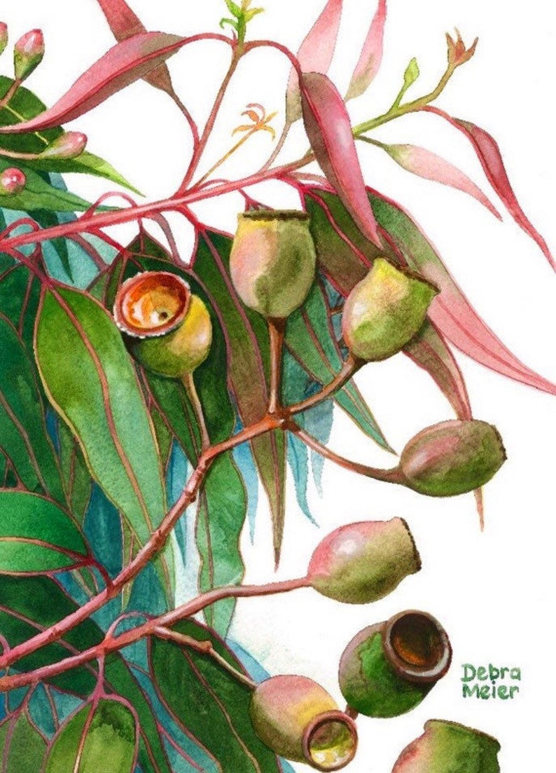 Australian Natives Set 6 6 Set of Prints Set of 6 Wall Art Etsy Australia