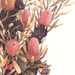 Red Tailed Black Cockatoos and Firewood Banksias by Debra Meier Art, Australian native bird print, Black Cockatoo print, Artwork gift