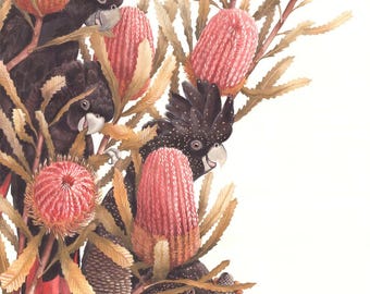 May include: Watercolor painting of black cockatoos among pink and orange flowers and tan foliage. The birds have white cheek patches and red tail feathers. The artwork is set against a white background.