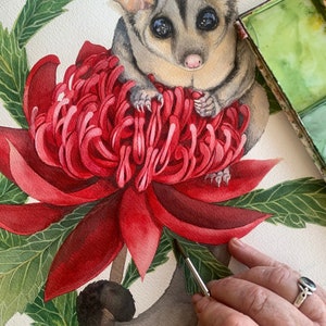 Sugar Glider on red Waratah print by Debra Meier Art, Australian native marsupial watercolour, Animal art, Artwork gift image 7