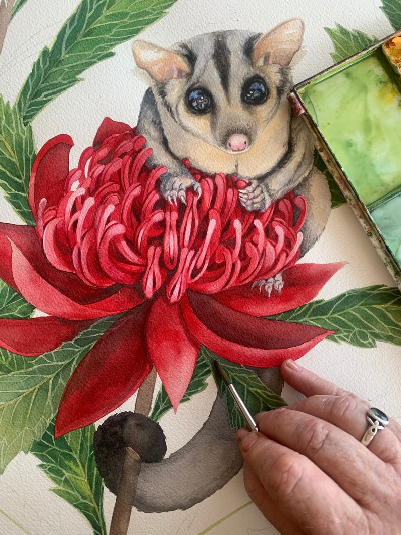 Sugar Glider on red Waratah print by Debra Meier Art, Australian native marsupial watercolour, Animal art, Artwork gift image 7