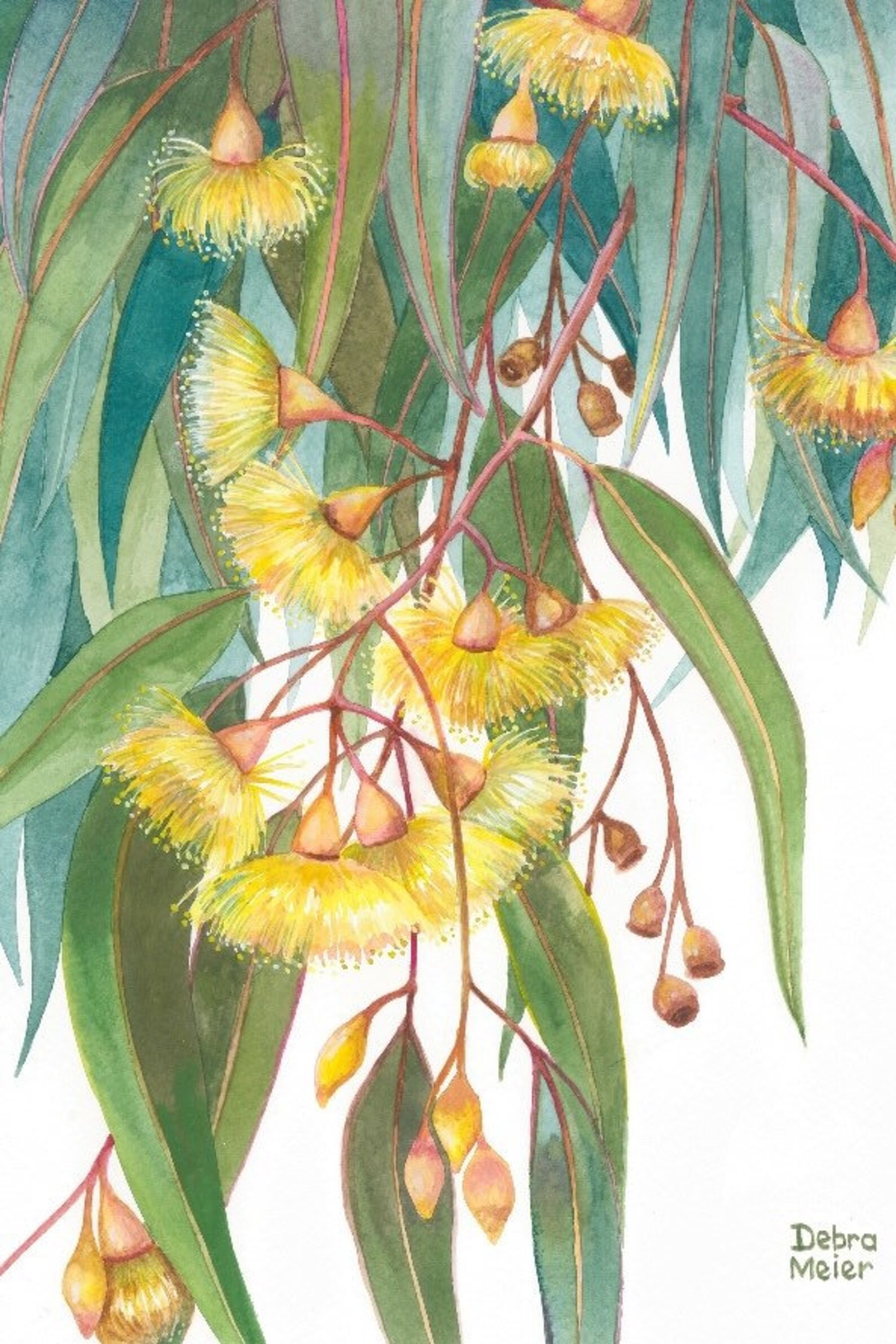 Yellow Gumblossoms Print Gumblossom Print Gumtree Flower Etsy