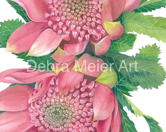 Waratahs Two Pink print by Debra Meier Art,Australian native art print, Native flower print, Australian flower, Artwork gift