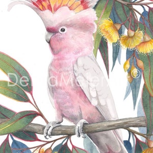 Lámina artística de cacatúa rosa de Debra Meier Art, lámina de ave autóctona australiana, lámina de acuarela de flor de eucalipto amarilla, regalo artístico