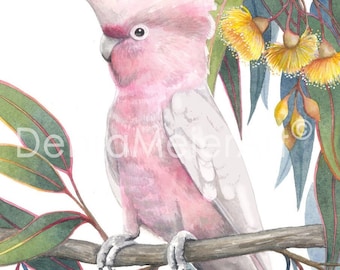 May include: A pink and white cockatoo with a red and yellow crest sits on a branch of a eucalyptus tree with yellow flowers. The bird is perched on a branch with its feet gripping the wood. The background is white.