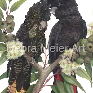 Cockatoo Black Red Tailed pair  by Debra Meier Art, Gumleaves and gumbuts print, Australian native bird print, Gumleaves print, Artwork gift