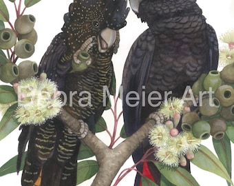May include: Two black cockatoos with red and yellow markings on their tails are perched on a branch of a eucalyptus tree. The birds are facing each other and the one on the left is holding a eucalyptus bud in its beak. The tree is in bloom with white flowers and green buds.