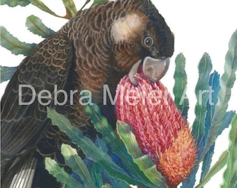 Puede incluir: Un cacatúa negro con una mancha blanca en el ala está comiendo una flor rosa y naranja. El pájaro está rodeado de hojas verdes.