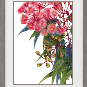May include: A watercolour painting of pink eucalyptus blossoms with green leaves. The painting is signed "Debra Maier" in the bottom right corner.