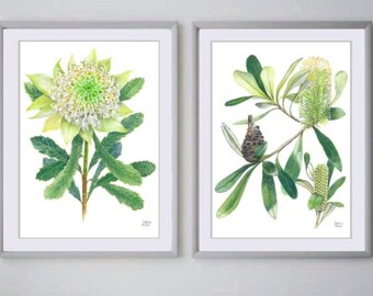 White Waratah and Banksia print by Debra Meier Art, Australian native art print duo, Artwork gift