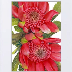 Waratahs Red Two print by Debra Meier Art, Australian native art print, Native flower print, Australian flower, Artwork gift image 6