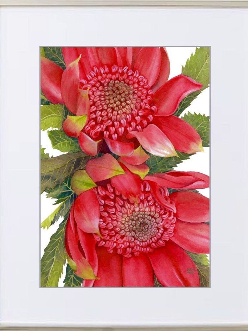 Waratahs Red Two print by Debra Meier Art, Australian native art print, Native flower print, Australian flower, Artwork gift image 6