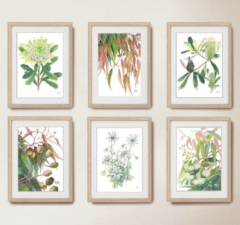 Australian Natives Set 6 6 Set of Prints Set of 6 Wall Art Etsy Australia