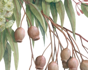 May include: A watercolor painting of a eucalyptus branch with green leaves, white flowers, and brown seed pods.
